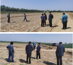 健達分公司為滿足訂單首次進行茭瓜種植